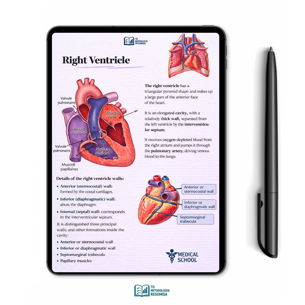 ANATOMY AND PHYSIOLOGY – COMPLETE DIGITAL PACK (PDF)